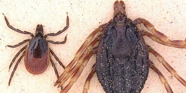 Gef&auml;hrliche Riesenzecke erobert &Ouml;sterreich