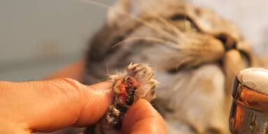 Kopie von Katze Zehen abgeschnitten