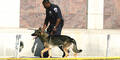 usa_polizei_hund_ap