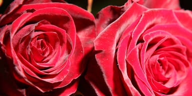 MADONNA & Antenne in love