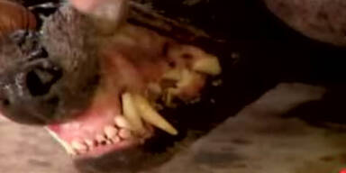 vampirhund