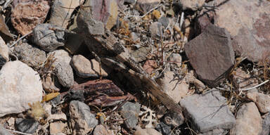 Heuschrecken-Invasion in Las Vegas