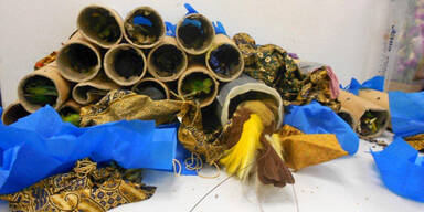 Vogelgrippe Flughafen Schwechat