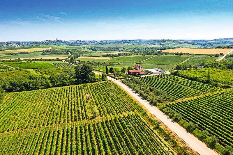Weingut Veralda mit erstklassigen Lagen in den Buje-Hügeln.