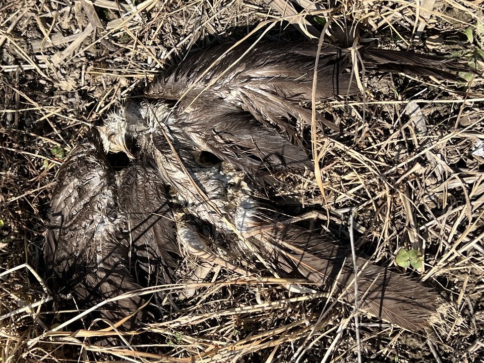 Ermittler fanden insgesamt sechs verendete Rohrweihen in verschiedenen Verwesungszuständen.