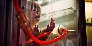 Gas-Tests  an Affen&Menschen Fall f&uuml;r EU