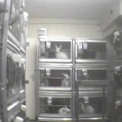 Leiden für die Pharmaindustrie