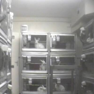 Leiden für die Pharmaindustrie