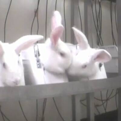 Leiden für die Pharmaindustrie