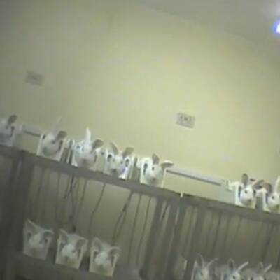 Leiden für die Pharmaindustrie