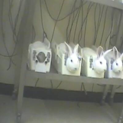 Leiden für die Pharmaindustrie