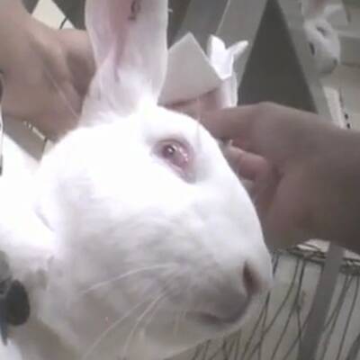 Leiden für die Pharmaindustrie