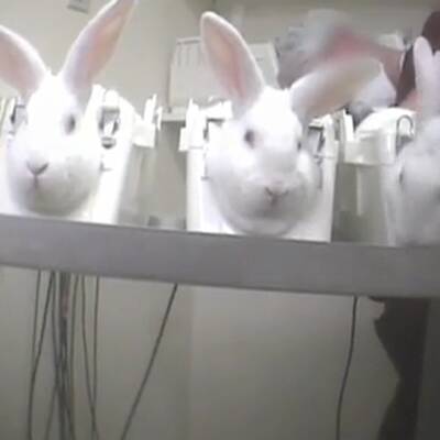 Leiden für die Pharmaindustrie