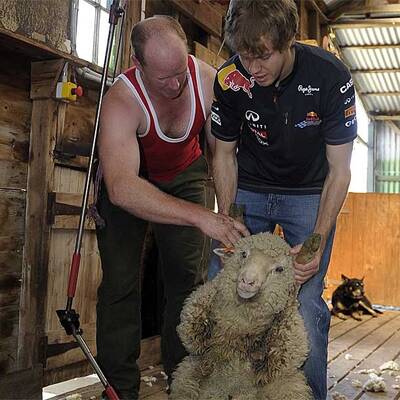 Vettel als Schafscherer