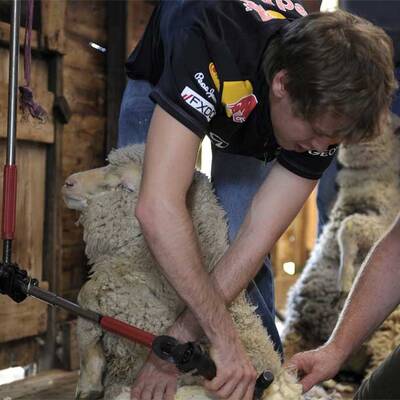 Vettel als Schafscherer