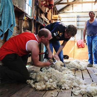 Vettel als Schafscherer