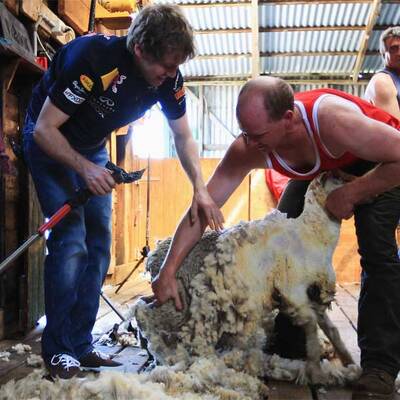 Vettel als Schafscherer