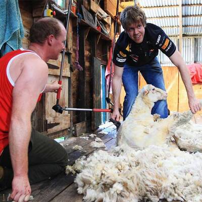 Vettel als Schafscherer