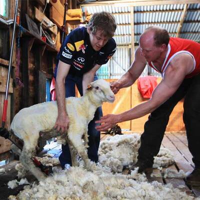 Vettel als Schafscherer