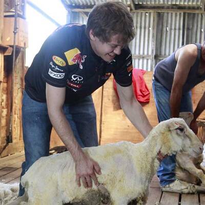 Vettel als Schafscherer
