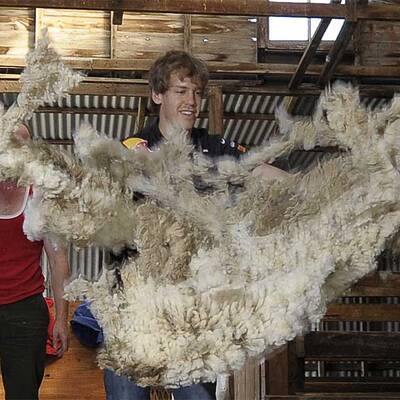 Vettel als Schafscherer