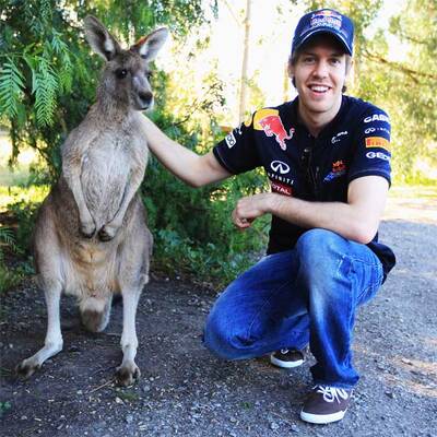 Vettel als Schafscherer