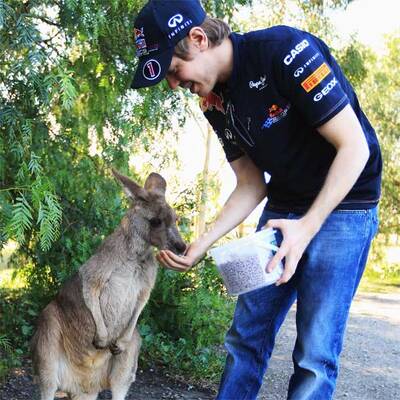 Vettel als Schafscherer
