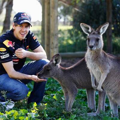 Vettel als Schafscherer