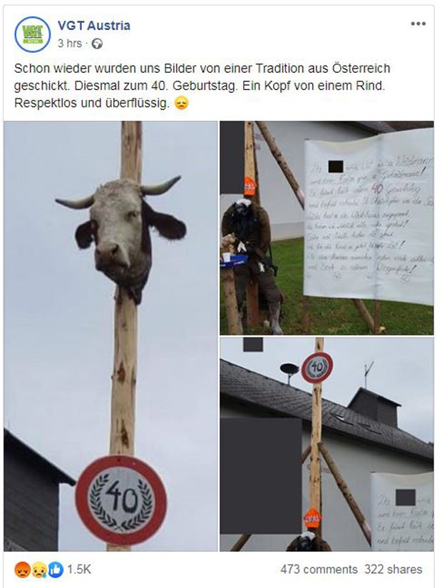 Kuh-Kopf aufgespießt: Dieser 