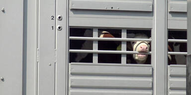 Tiersch&uuml;tzer vom VGT stoppen Tiertransport