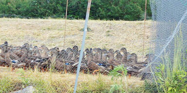 Tiersch&uuml;tzer entf&uuml;hren Enten