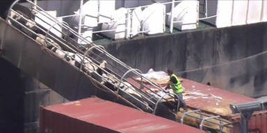 Leidensweg heimischer K&auml;lber bis in den Libanon aufgedeckt