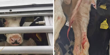 Schock-Transport: Blutende K&auml;lber, kein Wasser trotz Hitze