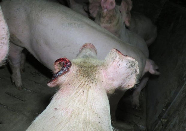 Mord-Drohungen gegen Tierschützer