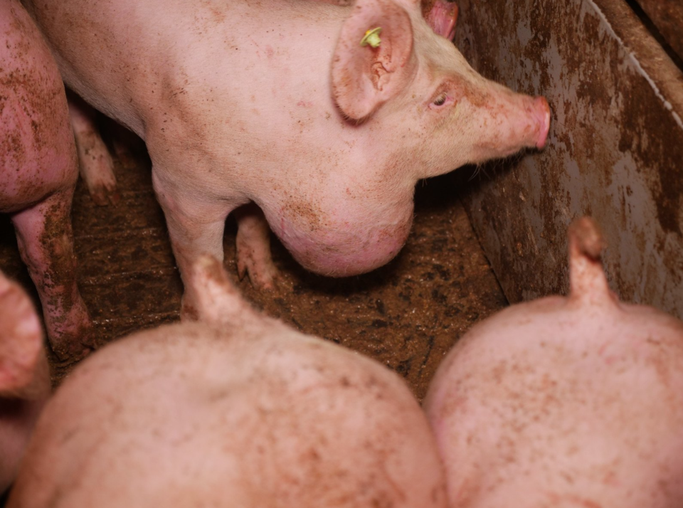 Verdacht der Tierquälerei in steirischem Schweinemastbetrieb