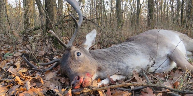 Kritik an 'grausamer Treibjagd' in NÖ