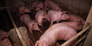 AMA-Mastbetrieb wegen Missständen gesperrt