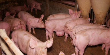 Verdacht der Tierqu&auml;lerei in steirischem Schweinemastbetrieb