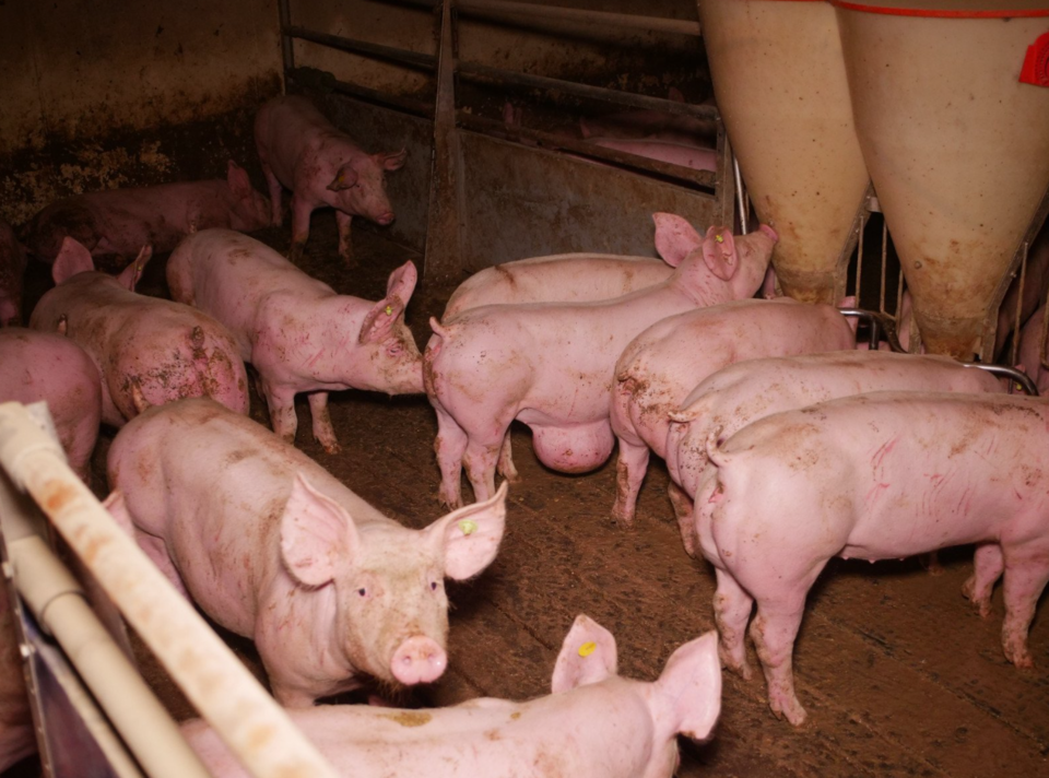 Verdacht der Tierquälerei in steirischem Schweinemastbetrieb