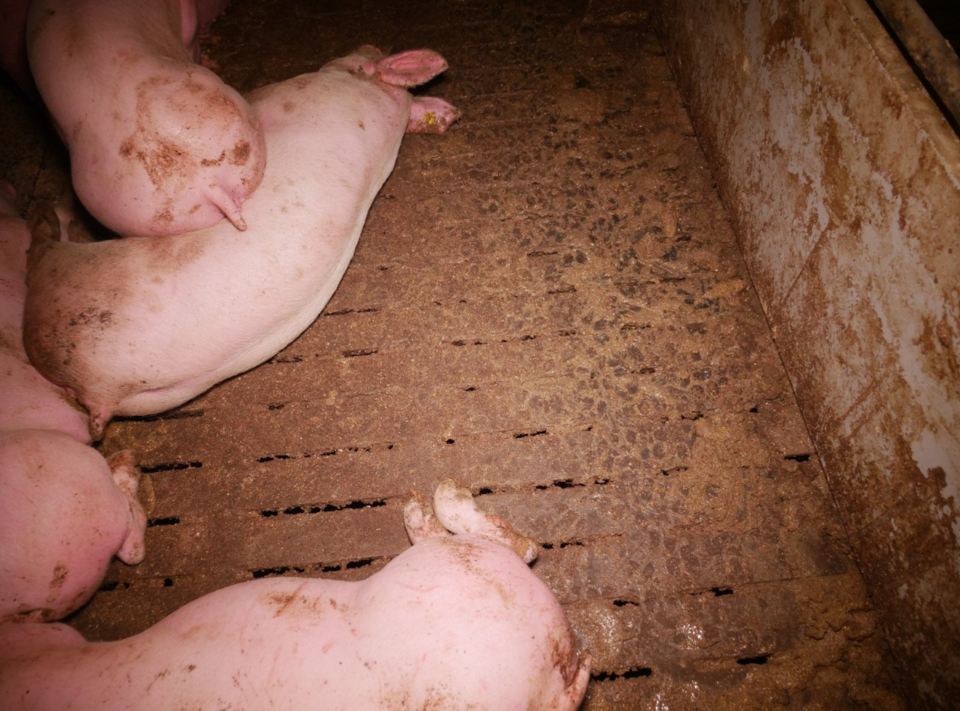 Verdacht der Tierquälerei in steirischem Schweinemastbetrieb
