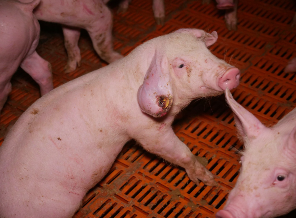 Verdacht der Tierquälerei in steirischem Schweinemastbetrieb