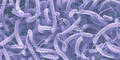 cholera vibrionen