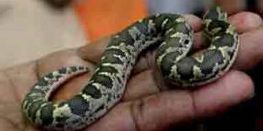viper