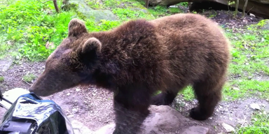 B&auml;renvideo Tirol