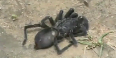 Haarige Riesenspinnen attakieren Bewohner