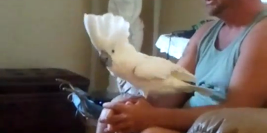 Kakadu l&auml;sst es zu AC/DC richtig krachen