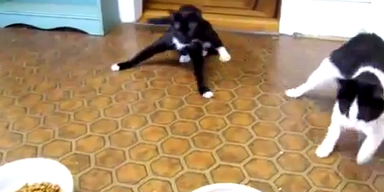 Katzen kurz nach dem Tierarztbesuch