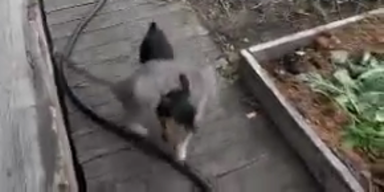 Kleiner Hund apportiert Katzen-Freundin