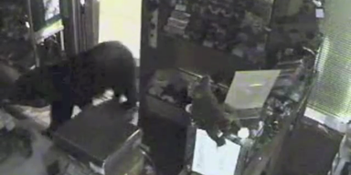 USA: B&auml;r pl&uuml;nderte Schokoladegesch&auml;ft