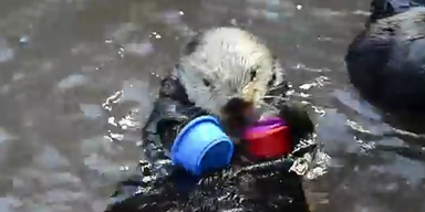 So s&uuml;&szlig;: Seeotterdame Nellie stapelt H&uuml;tchen